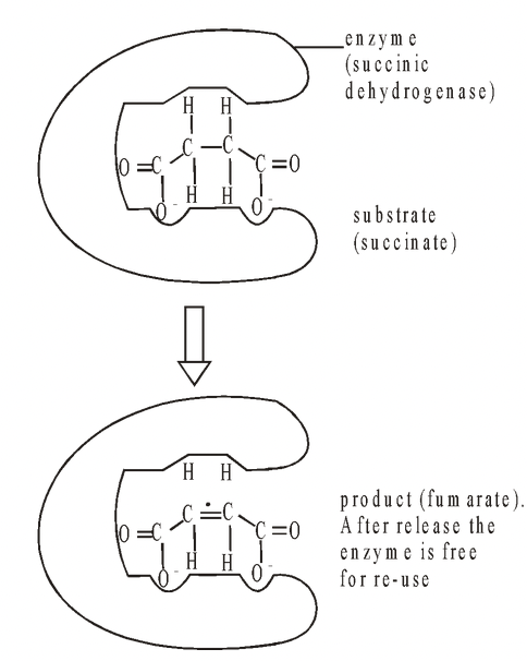 Enzyme Inhibition